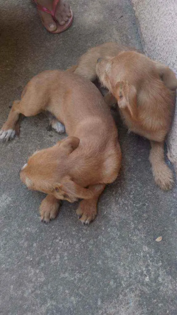 Cachorro ra a Vira lata idade 2 a 6 meses nome Cachorro