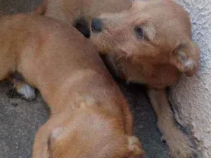 Cachorro raça Vira lata idade 2 a 6 meses nome Cachorro