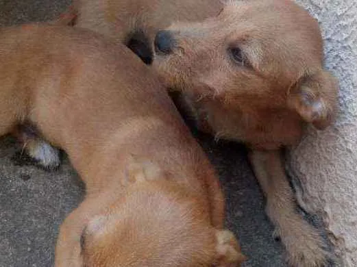 Cachorro ra a Vira lata idade 2 a 6 meses nome Cachorro