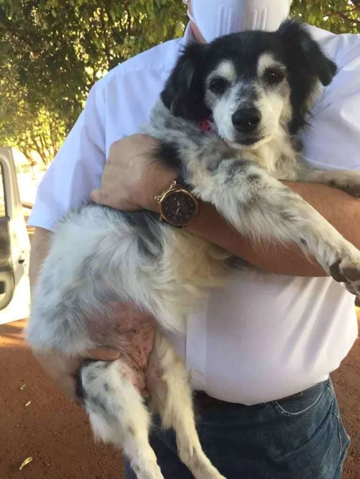 Cachorro raça SRD idade 1 ano nome Desconhecido