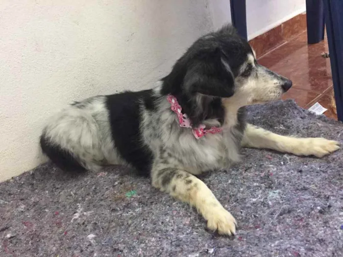 Cachorro raça SRD idade 1 ano nome Desconhecido