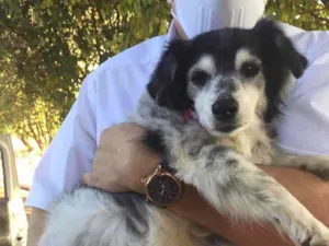 Cachorro raça SRD idade 1 ano nome Desconhecido