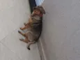 Bumer 