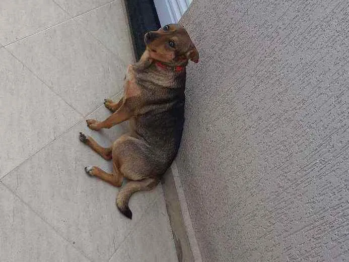 Cachorro ra a Não tem idade 3 anos nome Bumer 