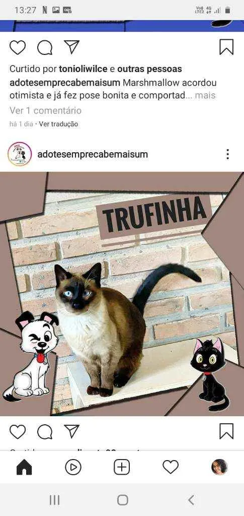 Gato ra a Siames idade 5 anos nome Trufinha