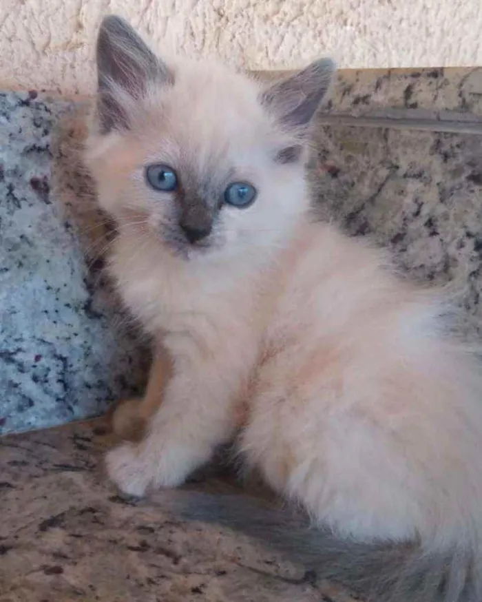 Gato ra a SRD idade Abaixo de 2 meses nome Sem nome