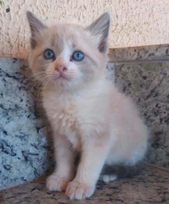 Gato ra a SRD idade Abaixo de 2 meses nome Sem nome