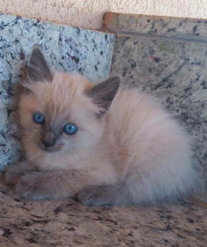 Gato ra a SRD idade Abaixo de 2 meses nome Sem nome