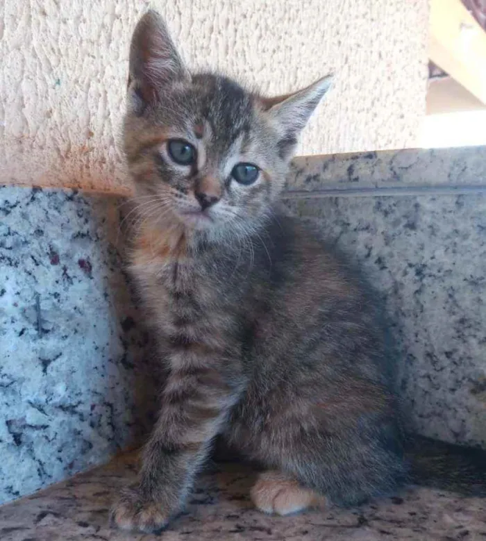 Gato ra a SRD idade Abaixo de 2 meses nome Sem nome