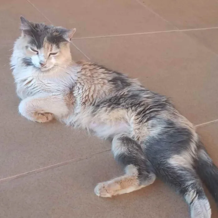 Gato ra a SRD idade Abaixo de 2 meses nome Sem nome