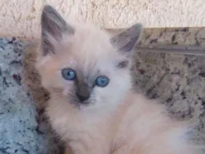 Gato raça SRD idade Abaixo de 2 meses nome Sem nome