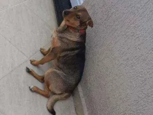 Cachorro raça Não tem idade 3 anos nome Bumer 