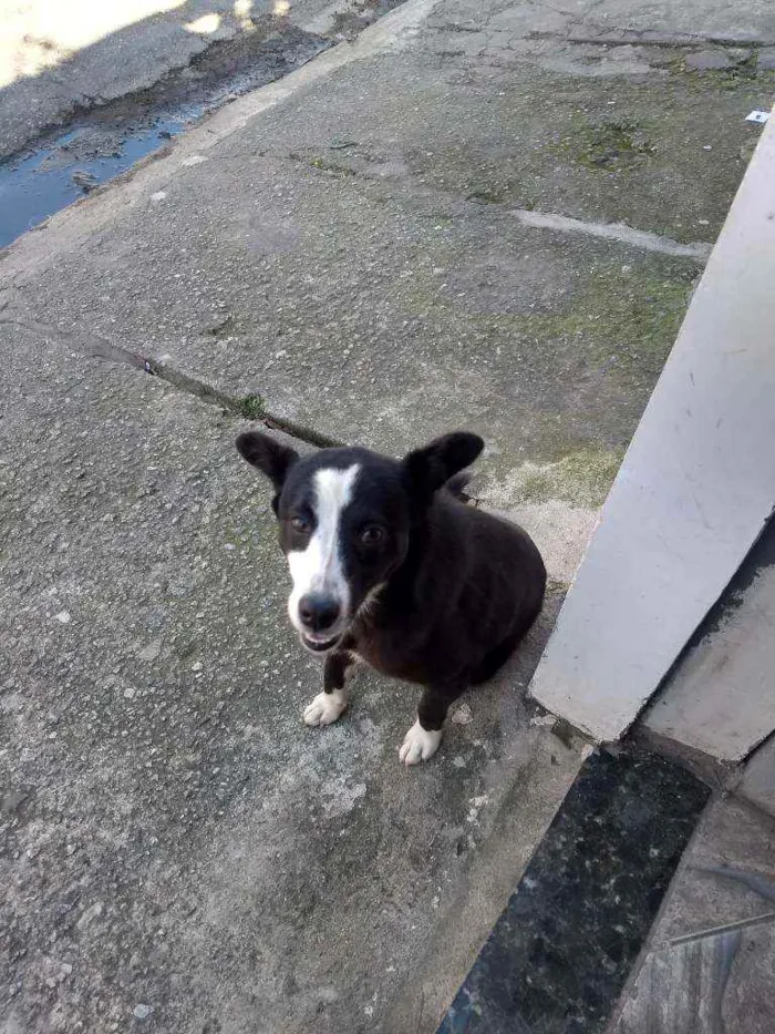 Cachorro ra a Vira lata idade 7 a 11 meses nome Sem nome