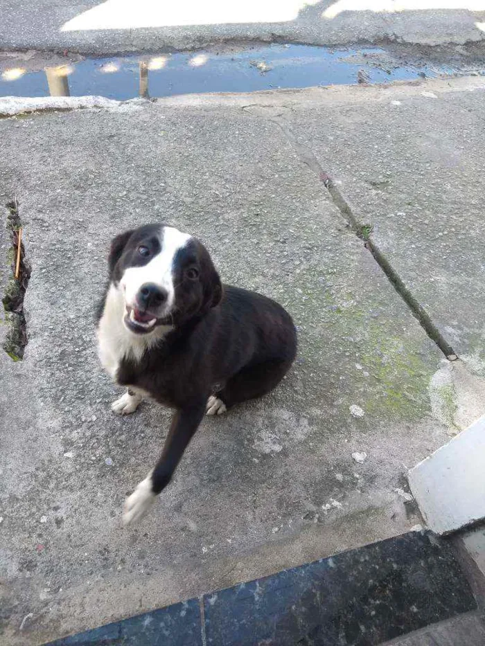 Cachorro ra a Vira lata idade 7 a 11 meses nome Sem nome
