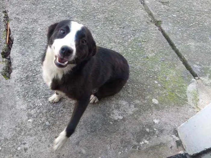 Cachorro ra a Vira lata idade 7 a 11 meses nome Sem nome