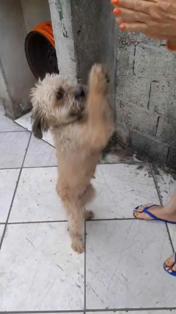 Cachorro ra a Poodle idade 1 ano nome Nina
