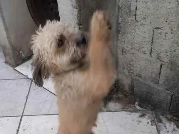 Cachorro ra a Poodle idade 1 ano nome Nina