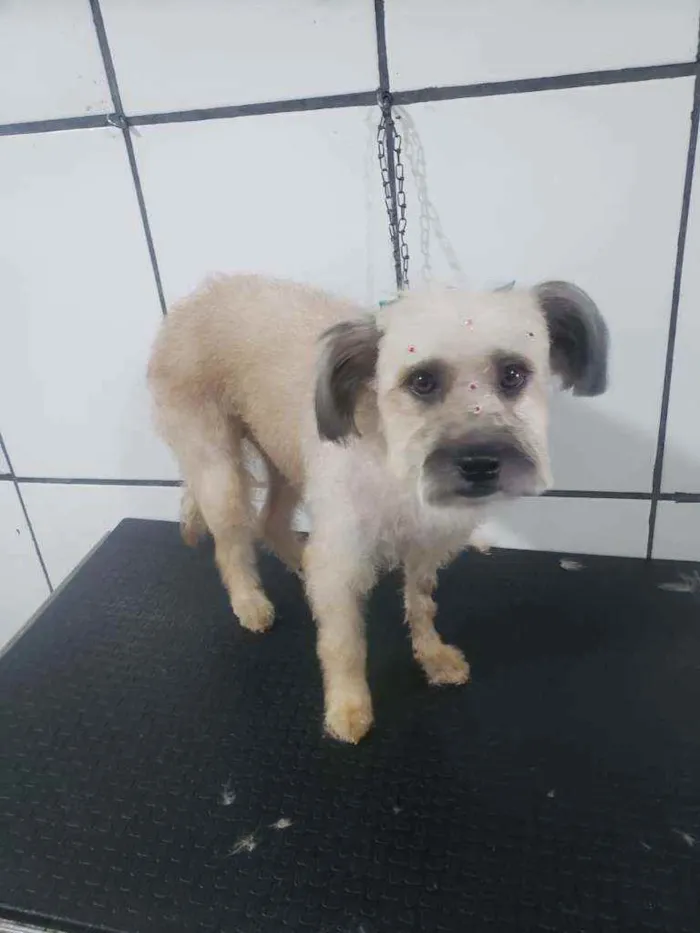 Cachorro ra a Poodle idade 1 ano nome Nina