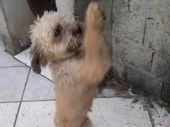 Cachorro ra a Poodle idade 1 ano nome Nina