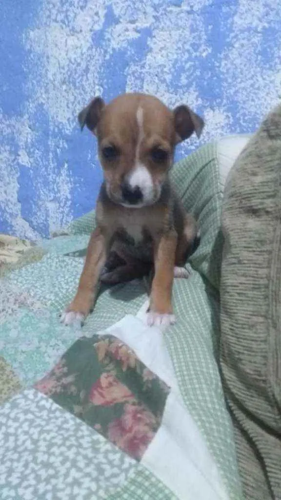 Cachorro ra a Srd idade Abaixo de 2 meses nome A dedinir