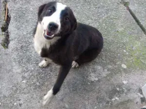Cachorro raça Vira lata idade 7 a 11 meses nome Sem nome