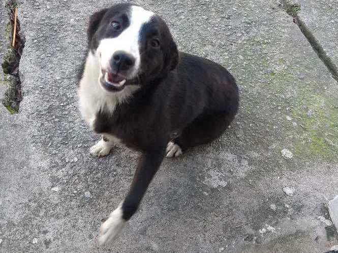 Cachorro ra a Vira lata idade 7 a 11 meses nome Sem nome