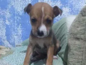 Cachorro raça Srd idade Abaixo de 2 meses nome A dedinir