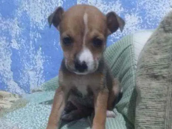 Cachorro ra a Srd idade Abaixo de 2 meses nome A dedinir