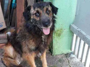 Cachorro raça Pastor alemão com viralata idade 1 ano nome Ralf