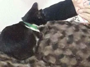 Gato raça  idade Abaixo de 2 meses nome Não temos nome