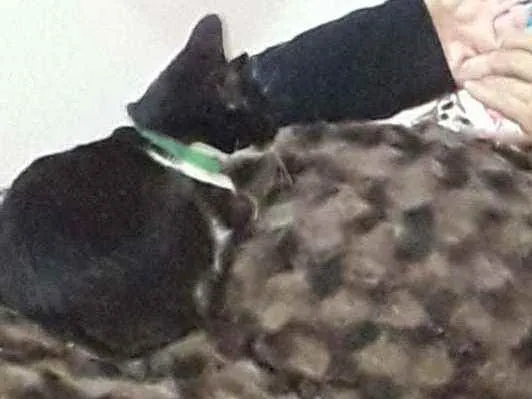 Gato ra a  idade Abaixo de 2 meses nome Não temos nome