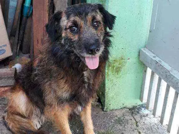 Cachorro raça Pastor alemão com viralata idade 1 ano nome Ralf