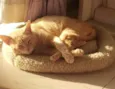 GARFIELD