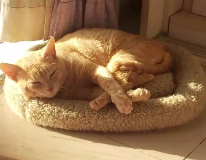 Gato ra a SRD idade 1 ano nome GARFIELD