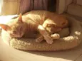 GARFIELD