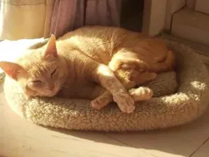 Gato raça SRD idade 1 ano nome GARFIELD