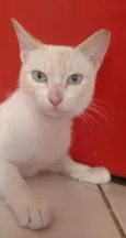 Chaya