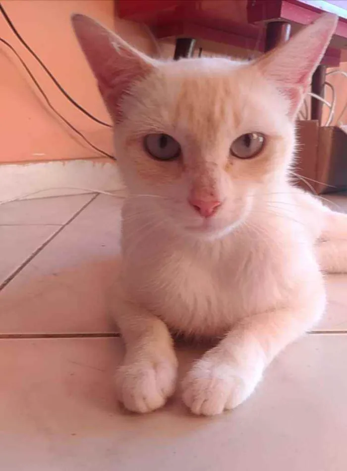 Gato ra a Srd idade 1 ano nome Chaya