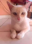 Chaya