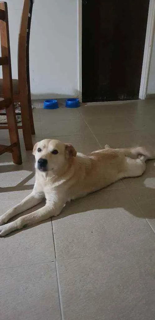 Cachorro ra a Labrador idade 4 anos nome Nao sei