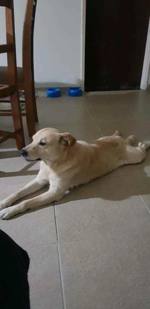 Cachorro ra a Labrador idade 4 anos nome Nao sei