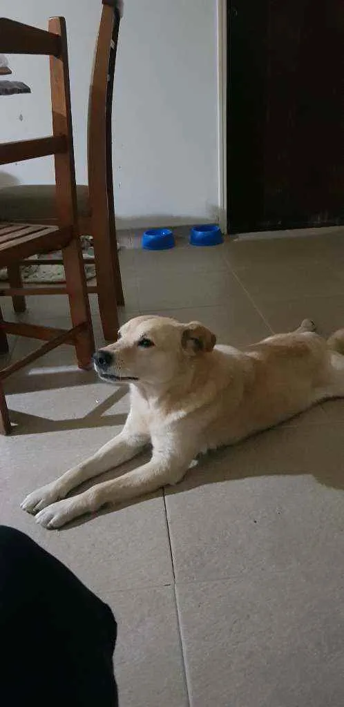 Cachorro ra a Labrador idade 4 anos nome Nao sei