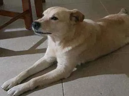 Cachorro ra a Labrador idade 4 anos nome Nao sei