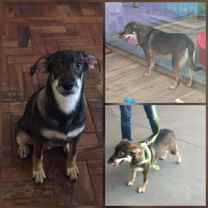 Cachorro ra a SRD idade 7 a 11 meses nome Frederico 