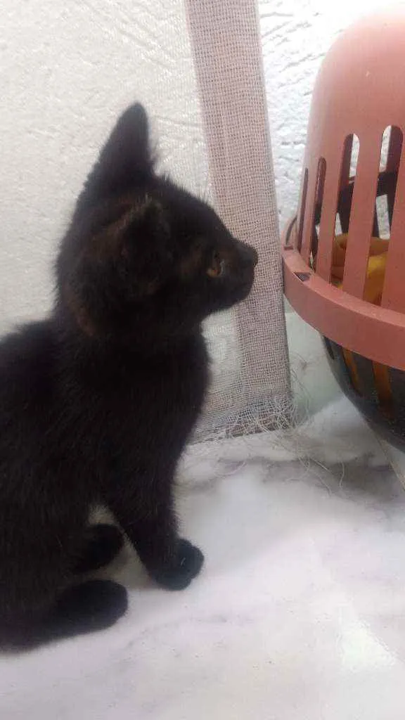 Gato raça Vira lata idade 2 a 6 meses nome Faisca