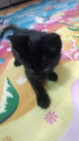 Faisca