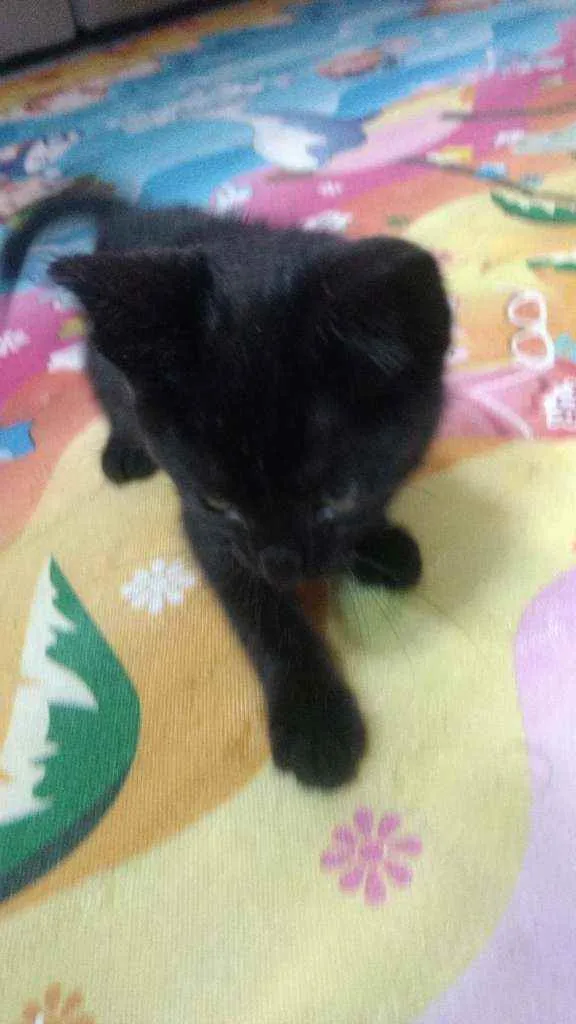 Gato raça Vira lata idade 2 a 6 meses nome Faisca