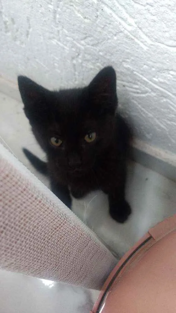 Gato raça Vira lata idade 2 a 6 meses nome Faisca
