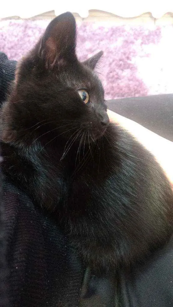 Gato raça Vira lata idade 2 a 6 meses nome Faisca