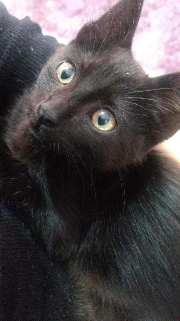 Gato raça Vira lata idade 2 a 6 meses nome Faisca